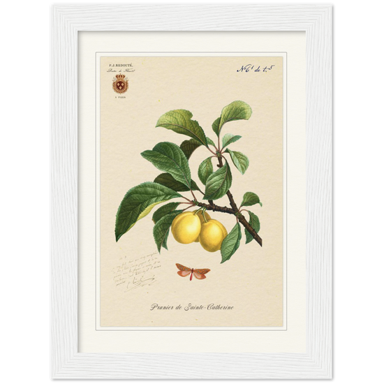 Plum of Saint Catherine, 1824 (édition classique)