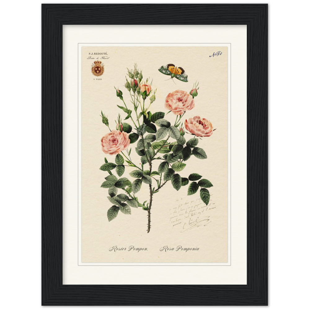 Rose Pompon by Redouté, 1824 (édition classique)