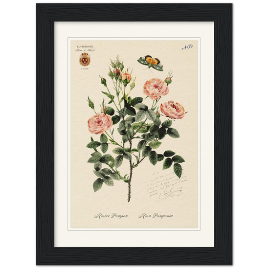 Rose Pompon by Redouté, 1824 (édition classique)