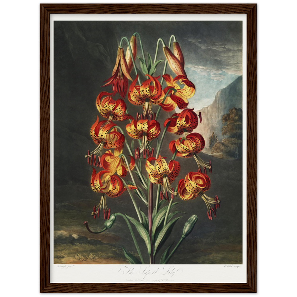 The Superb Lily by R.J. Thornton, 1807