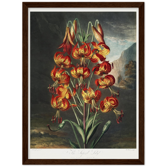 The Superb Lily by R.J. Thornton, 1807