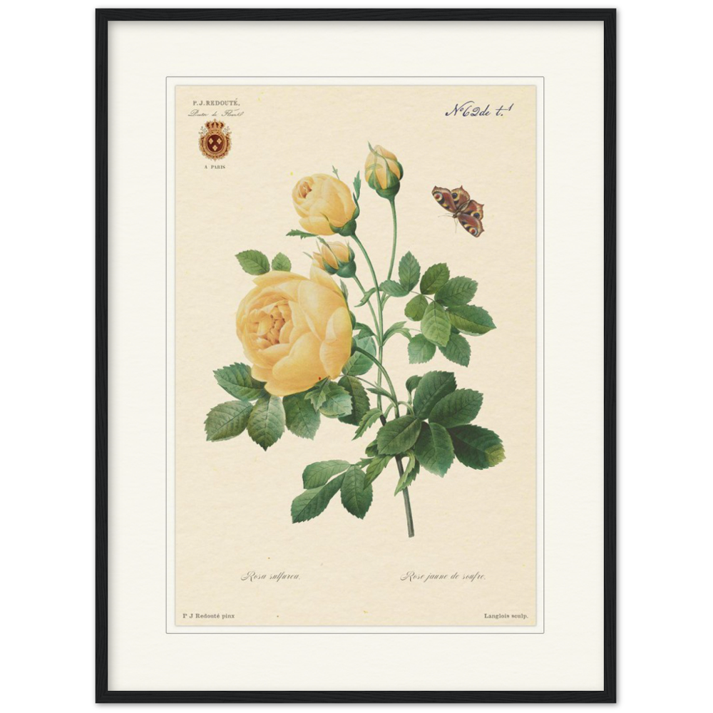 Yellow rose by Langlois and Redouté (édition classique)