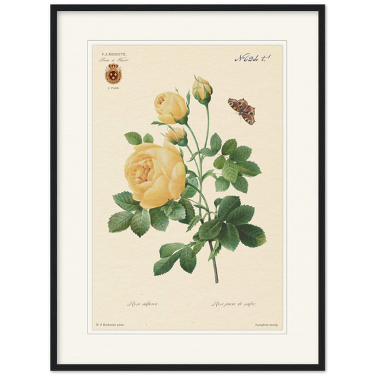 Yellow rose by Langlois and Redouté (édition classique)