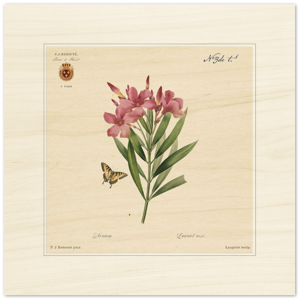 Oleander flowers by Redouté, édition classique