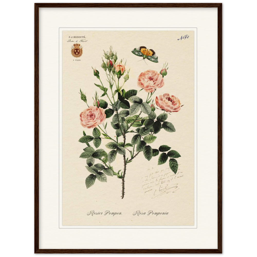 Rose Pompon by Redouté, 1824 (édition classique)