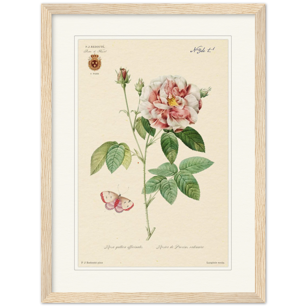 French Provencal Rose by Redouté, édition classique