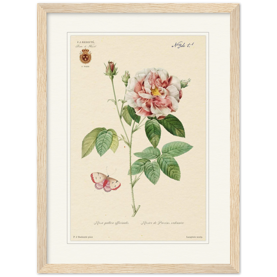 French Provencal Rose by Redouté, édition classique