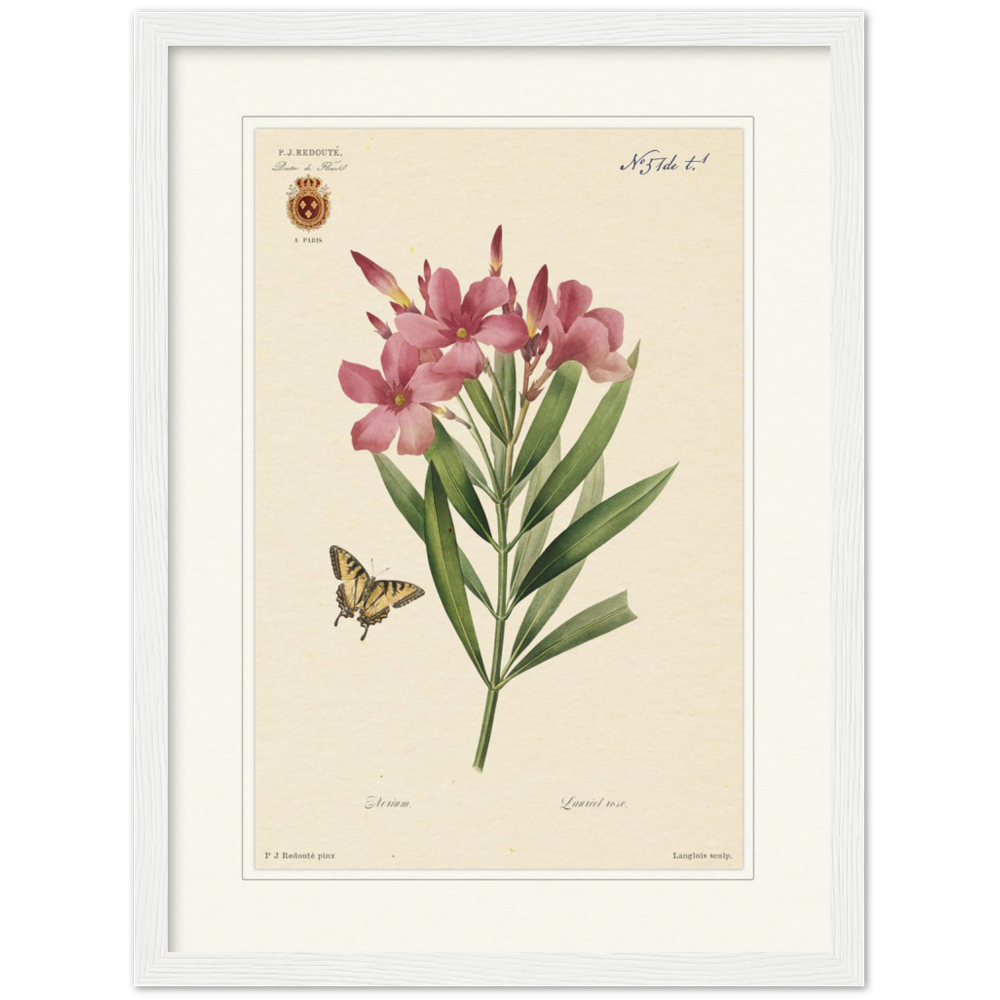 Pierre-Joseph Redouté, floral, flowers, art, wall art, flower prints, botanical, illustration, plants, roses