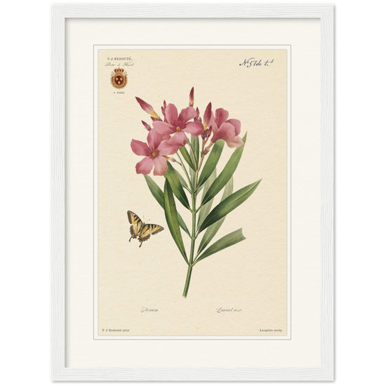 Pierre-Joseph Redouté, floral, flowers, art, wall art, flower prints, botanical, illustration, plants, roses