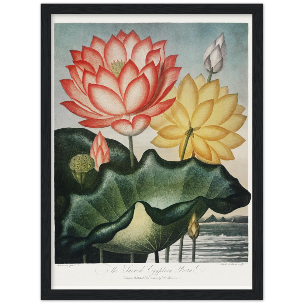 The Sacred Egyptian Bean by R.J. Thornton, 1807