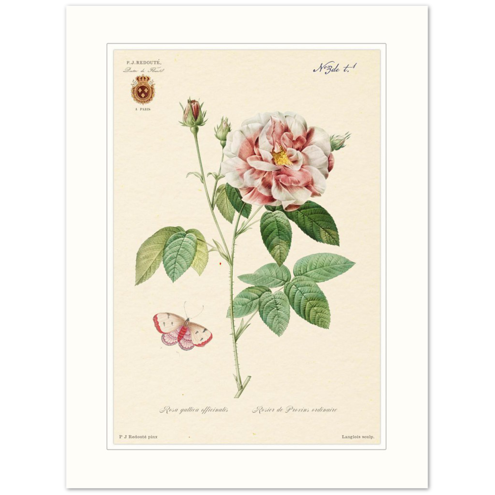French Provencal Rose by Redouté, édition classique