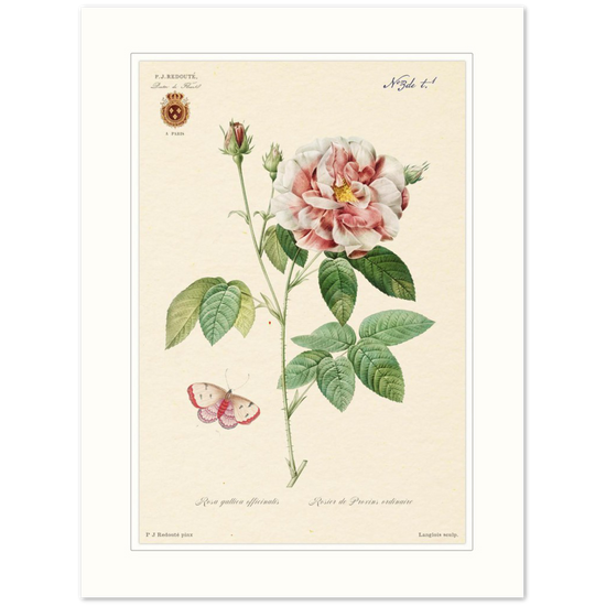 French Provencal Rose by Redouté, édition classique