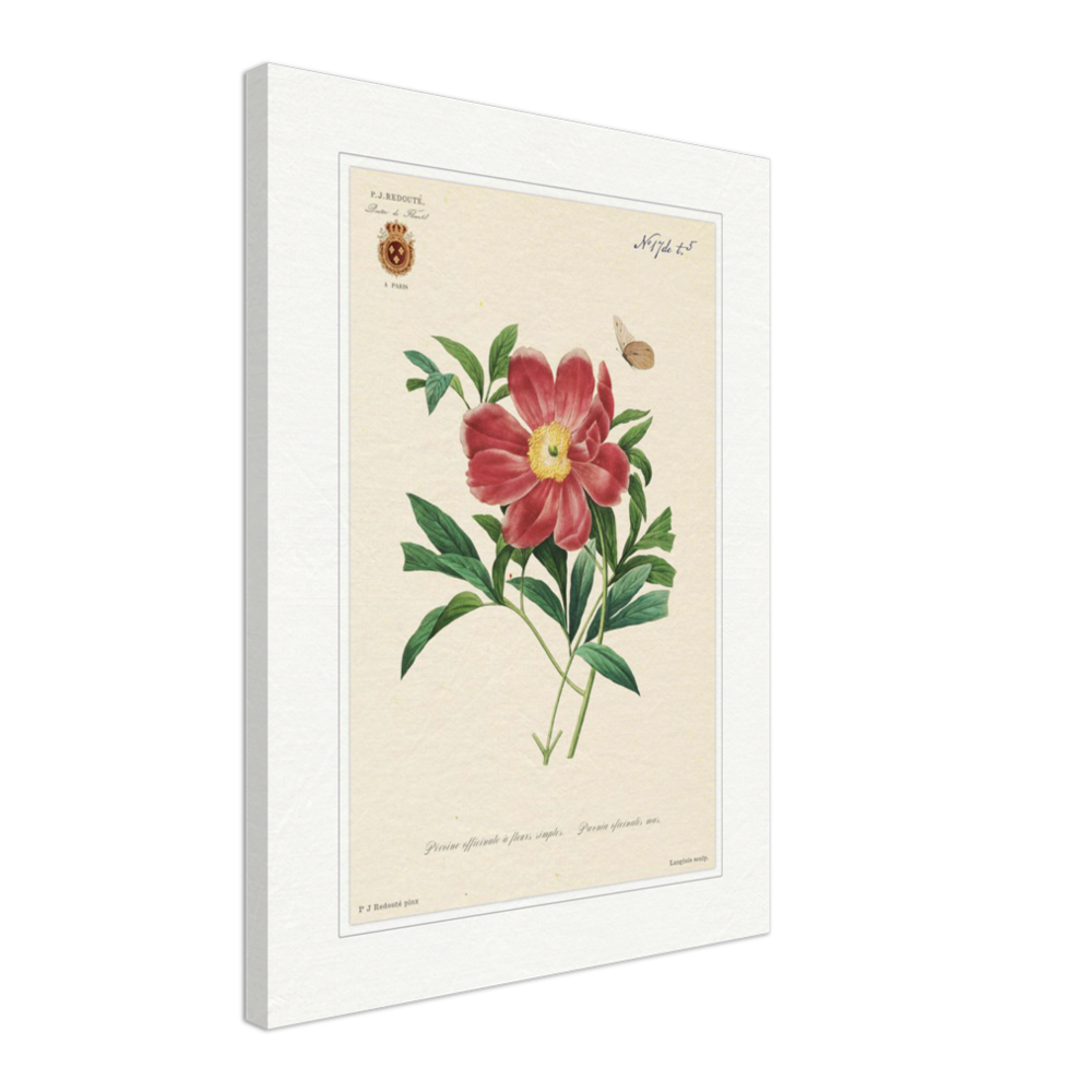 Peony by Redouté, 1827 (édition classique)