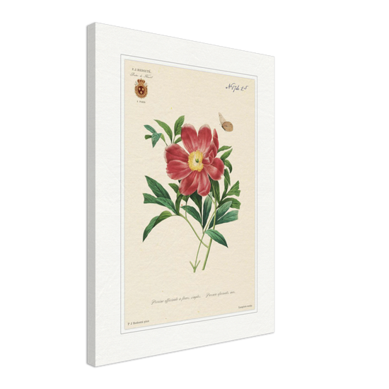 Peony by Redouté, 1827 (édition classique)