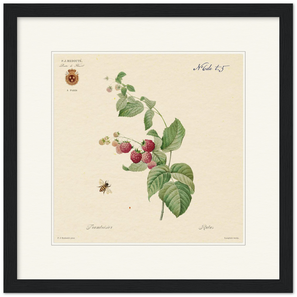 Raspberries by Redouté, 1824 (édition classique)