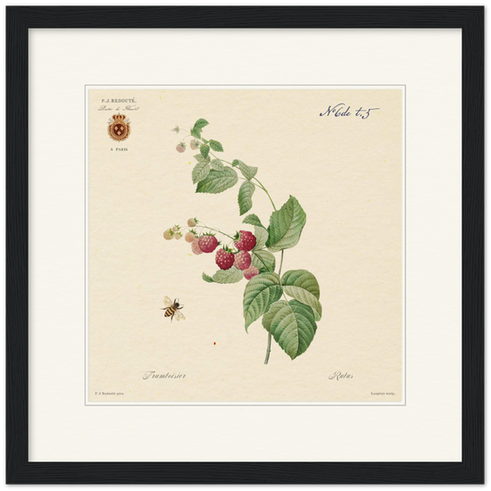 Raspberries by Redouté, 1824 (édition classique)