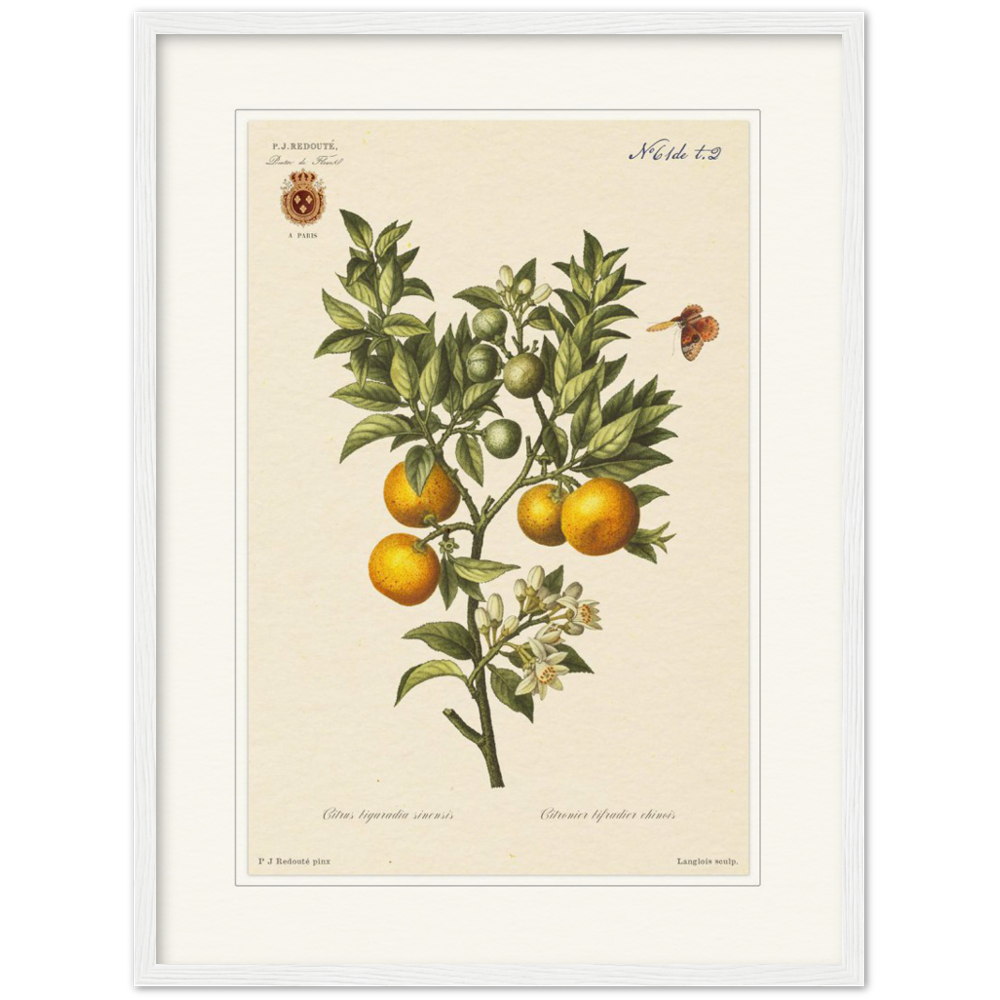 Bitter oranges by Redouté, 1834 (édition classique)