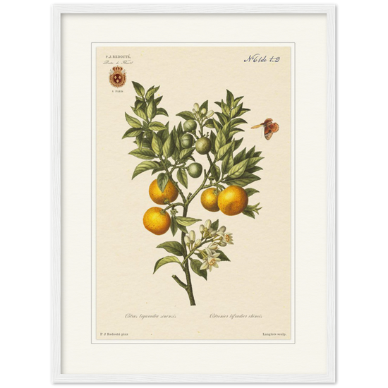 Bitter oranges by Redouté, 1834 (édition classique)