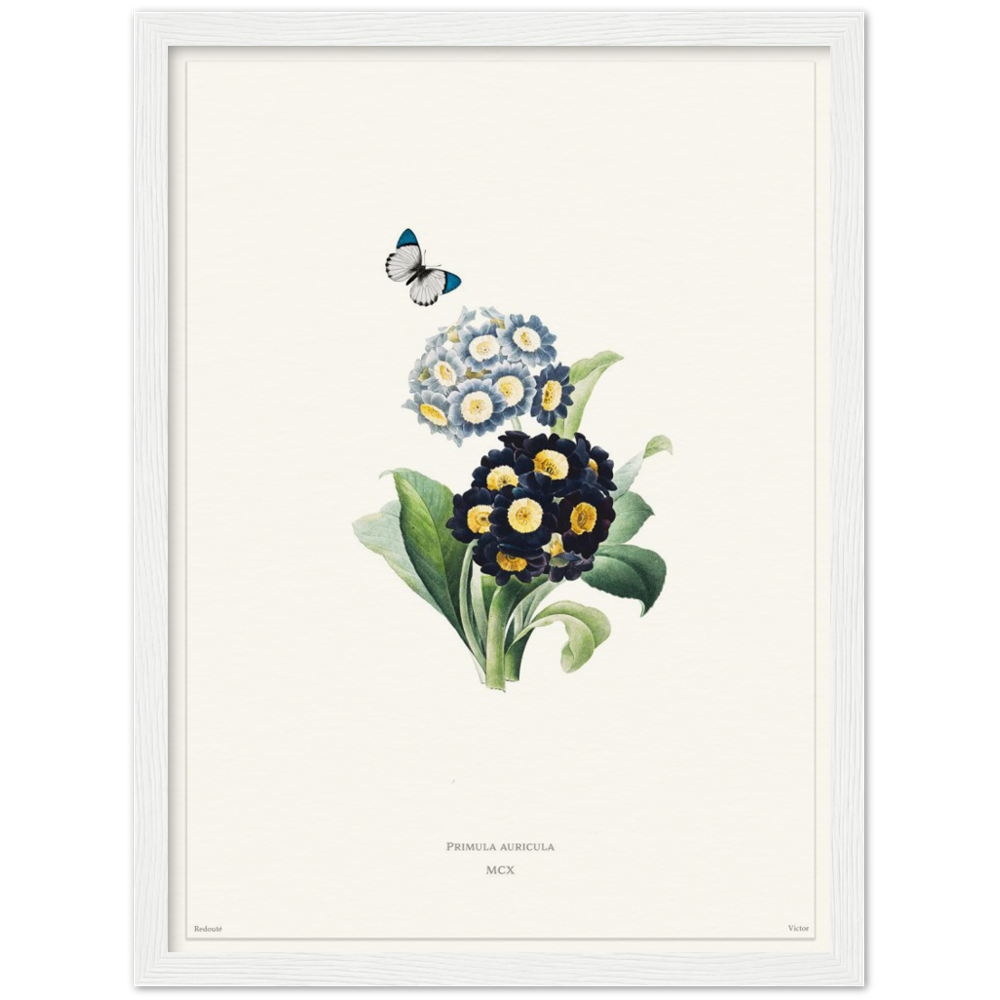 Pierre-Joseph Redouté, floral, flowers, art, wall art, flower prints, botanical, illustration, plants, roses