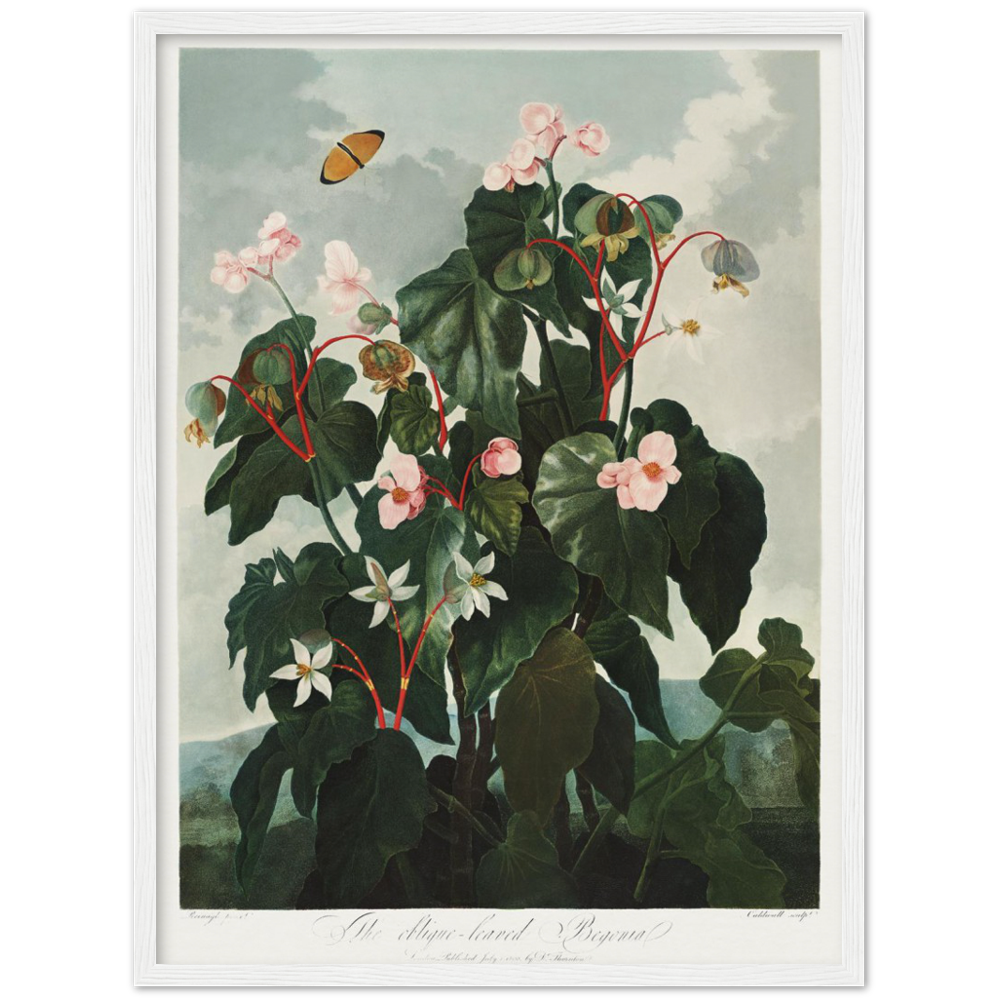 The oblique-leaved begonia by R.J. Thornton, 1807