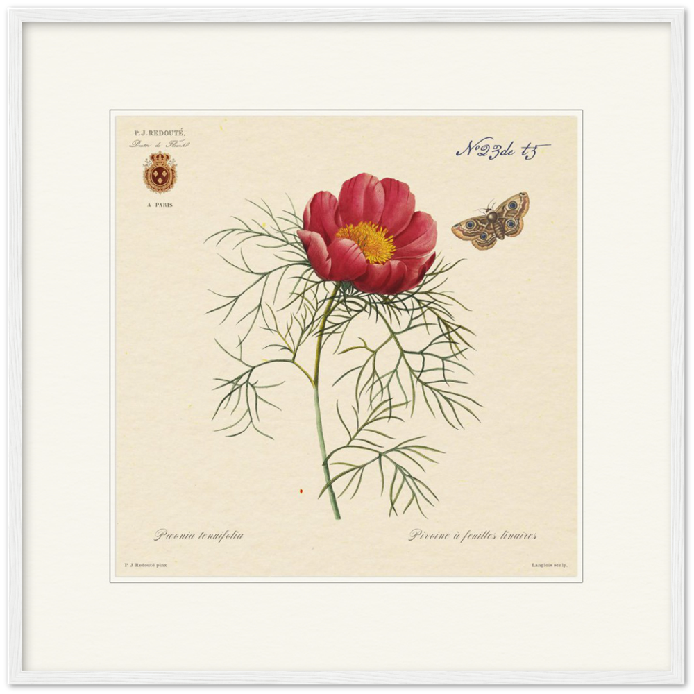 Pierre-Joseph Redouté, floral, flowers, art, wall art, flower prints, botanical, illustration, plants, roses