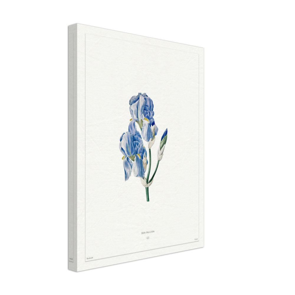 Pale iris, 1827 (édition blanc)