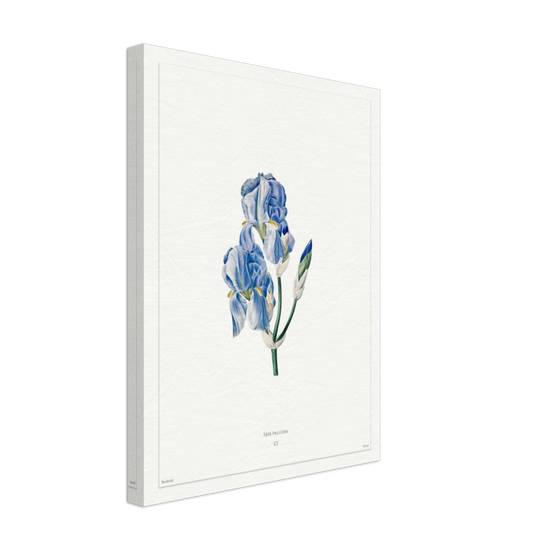 Pale iris, 1827 (édition blanc)