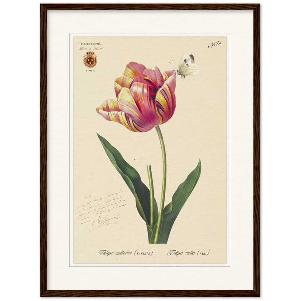 Triumph Tulip Pic