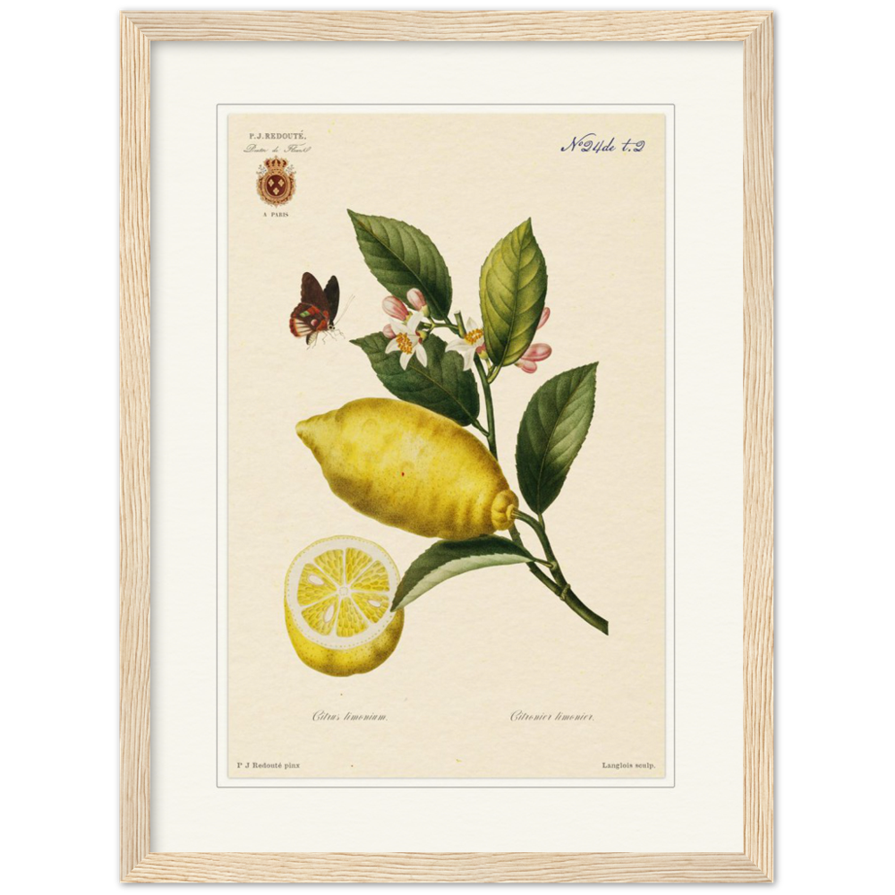 Lemon by Redouté, 1834 (édition classique)