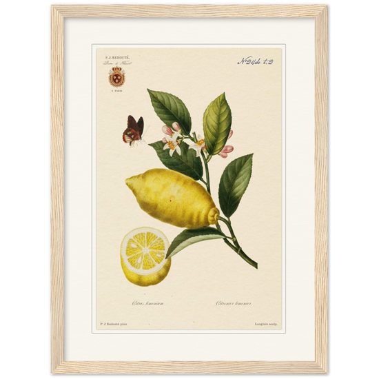 Lemon by Redouté, 1834 (édition classique)