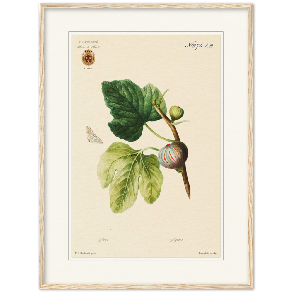 Figs by Redouté, 1834 (édition classique)