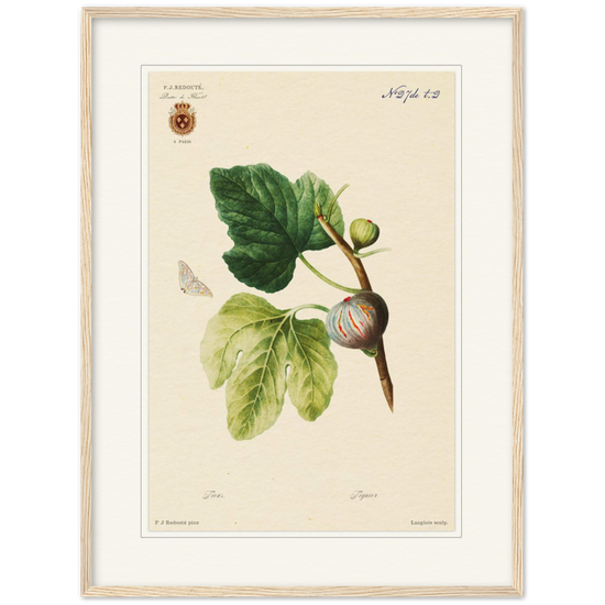 Figs by Redouté, 1834 (édition classique)