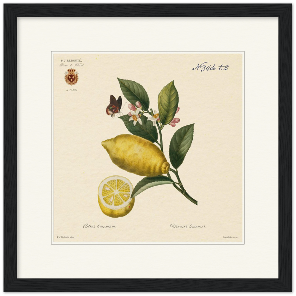 Lemon by Redouté, 1834 (édition classique)