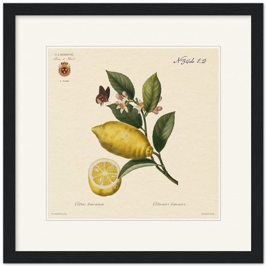 Lemon by Redouté, 1834 (édition classique)