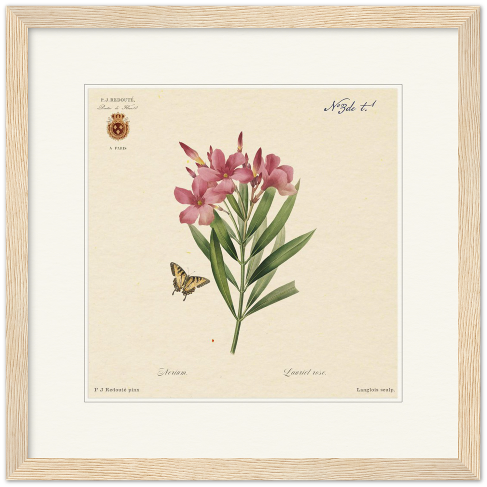 Oleander flowers by Redouté, édition classique