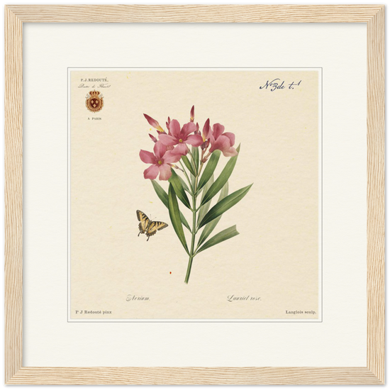 Oleander flowers by Redouté, édition classique