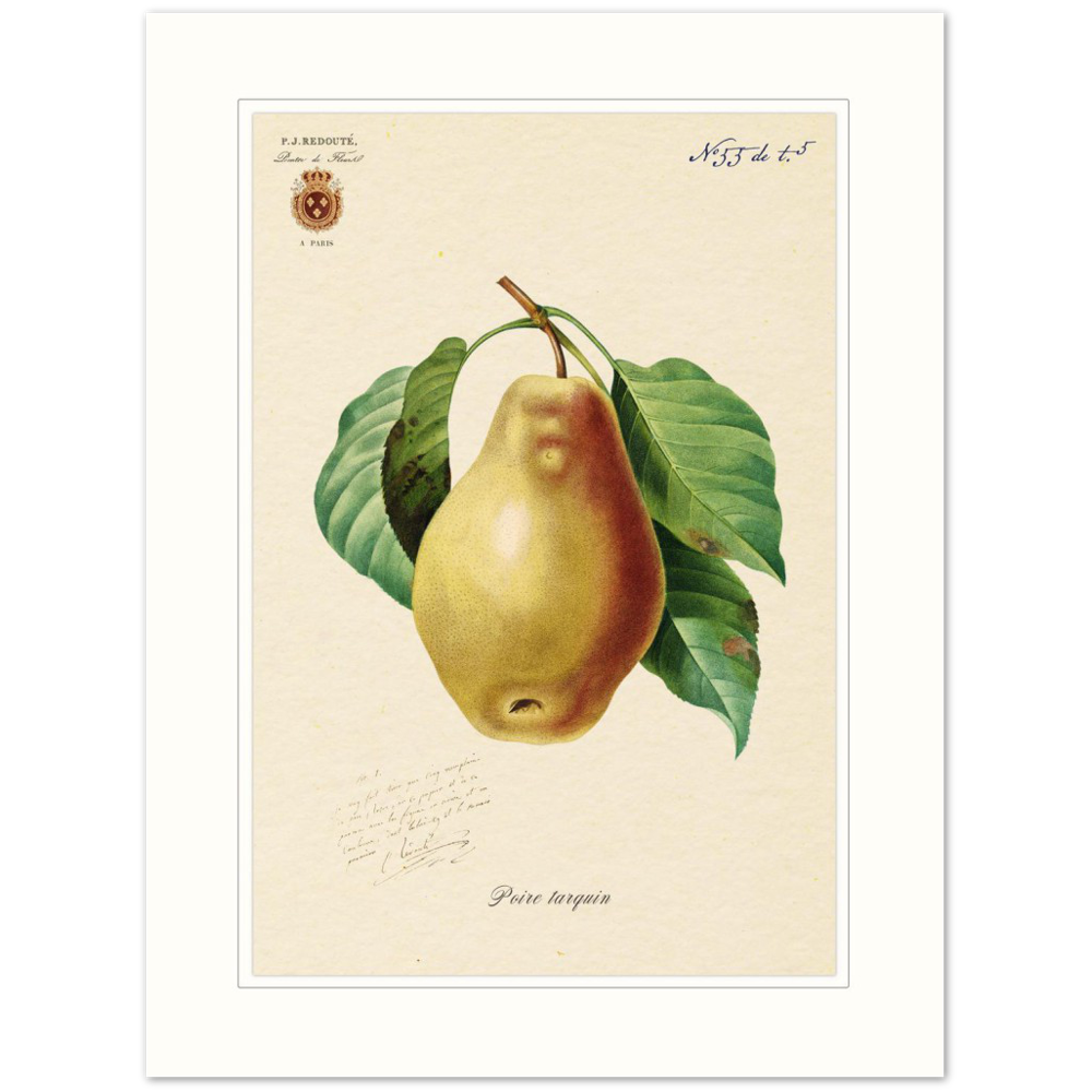 Tarquin Pear