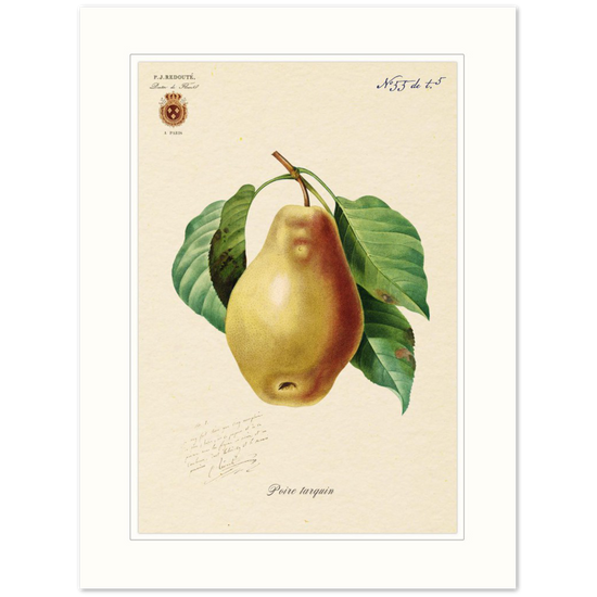 Tarquin Pear