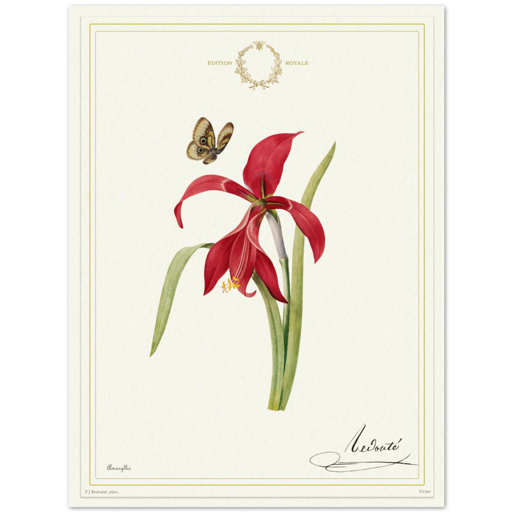 Pierre-Joseph Redouté, floral, flowers, art, wall art, flower prints, botanical, illustration, plants, roses