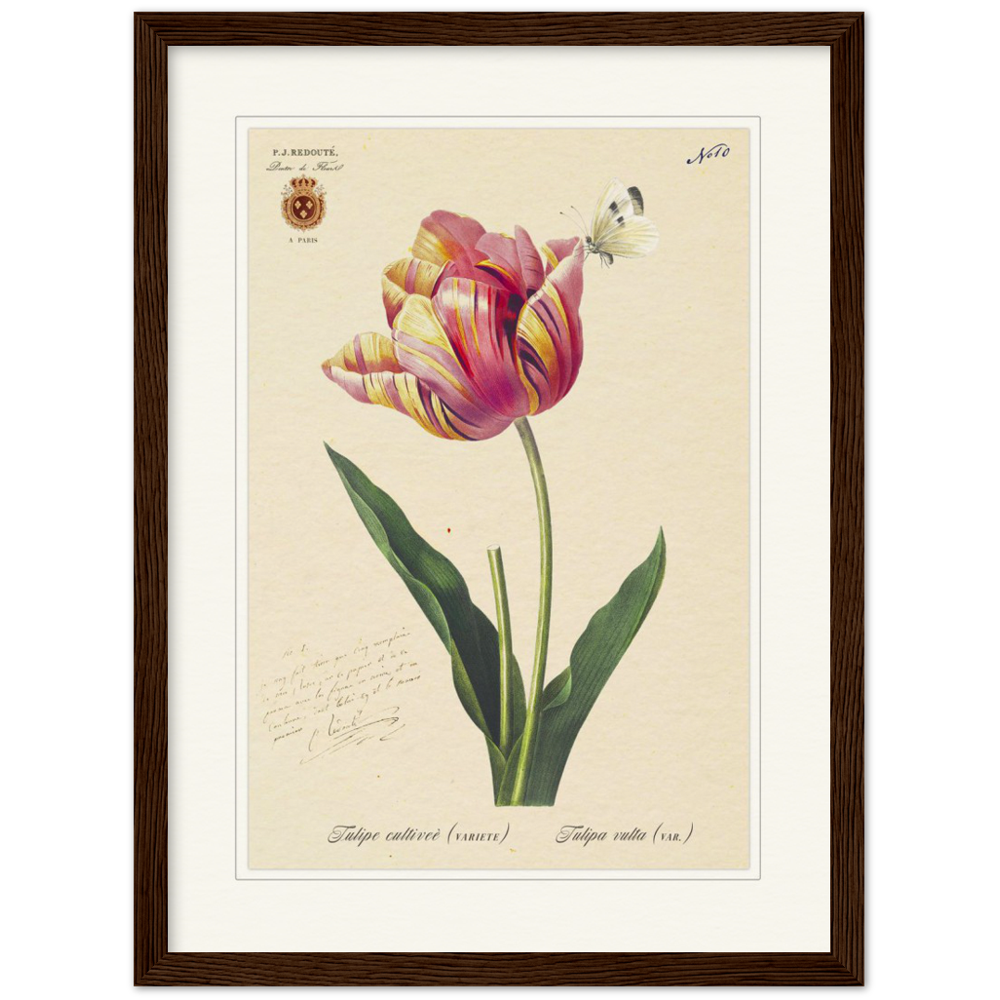 Triumph Tulip Pic