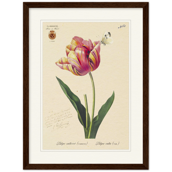 Triumph Tulip Pic