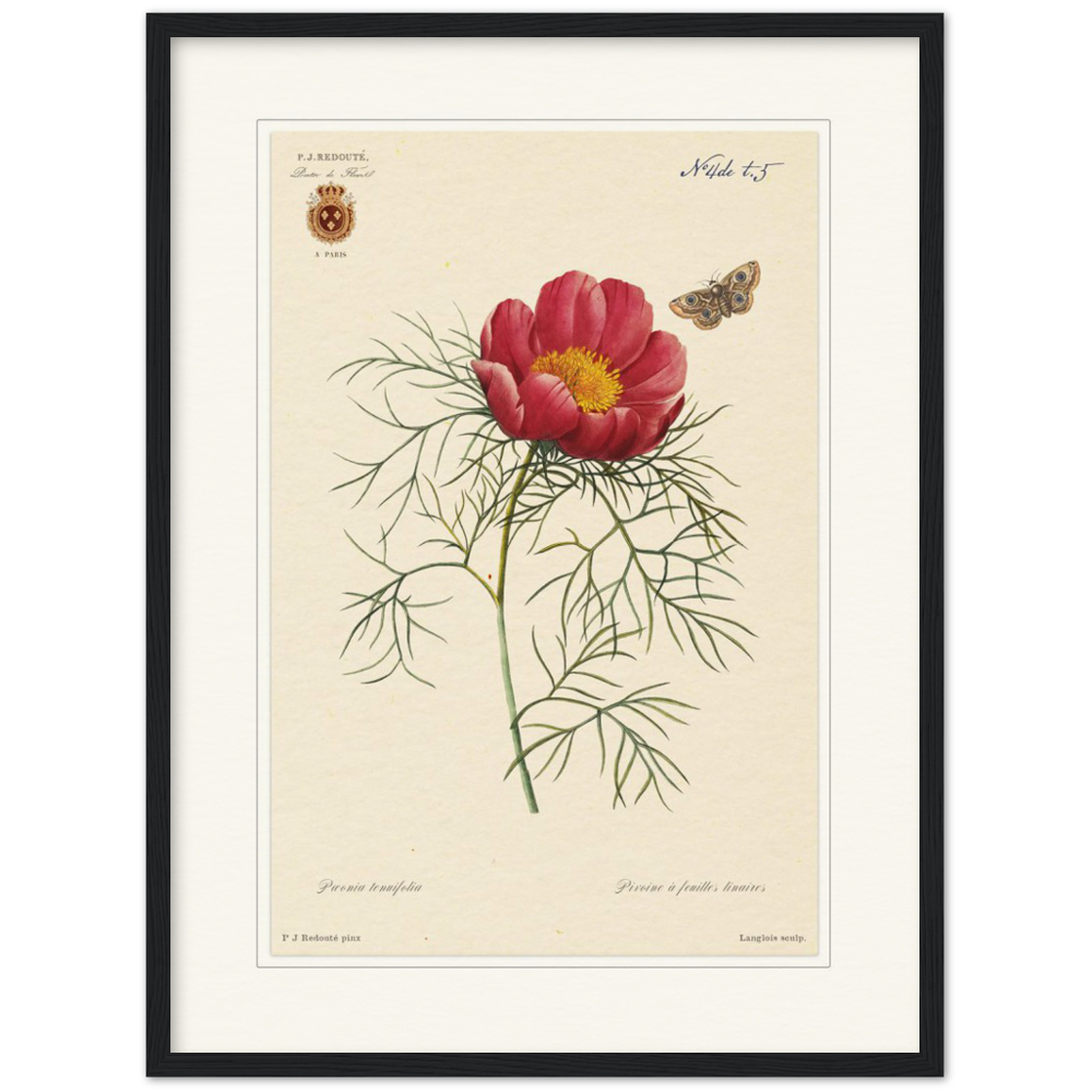 Pierre-Joseph Redouté, floral, flowers, art, wall art, flower prints, botanical, illustration, plants, roses