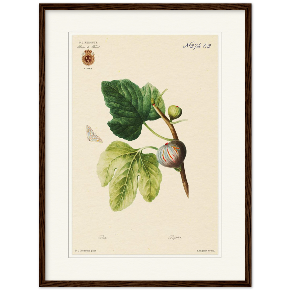 Figs by Redouté, 1834 (édition classique)