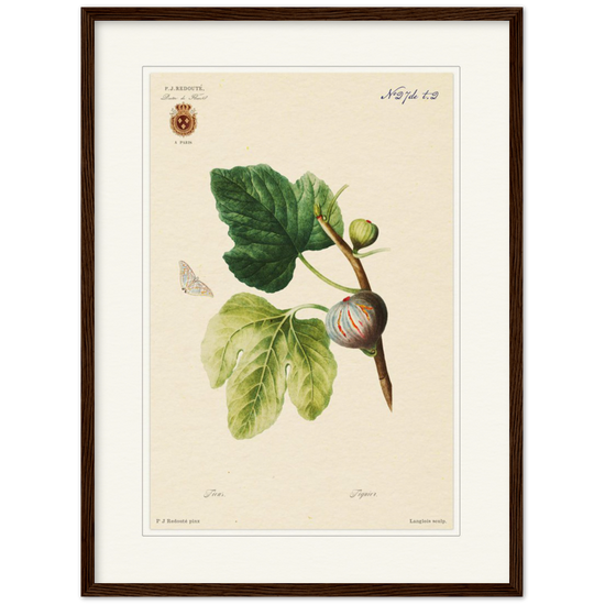 Figs by Redouté, 1834 (édition classique)