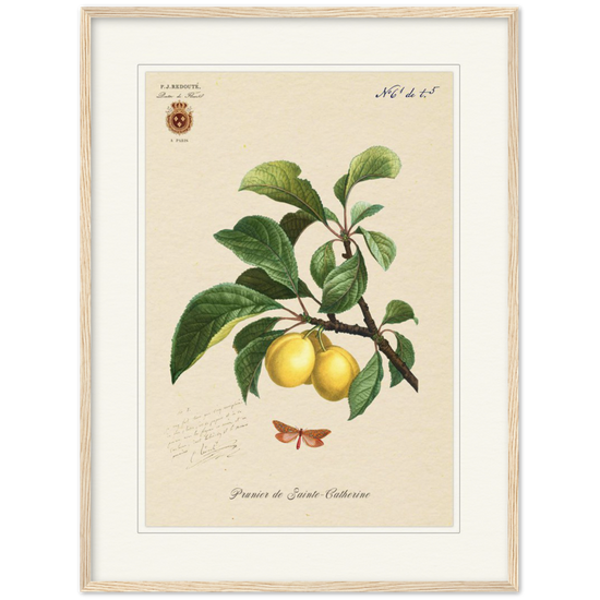 Plum of Saint Catherine, 1824 (édition classique)
