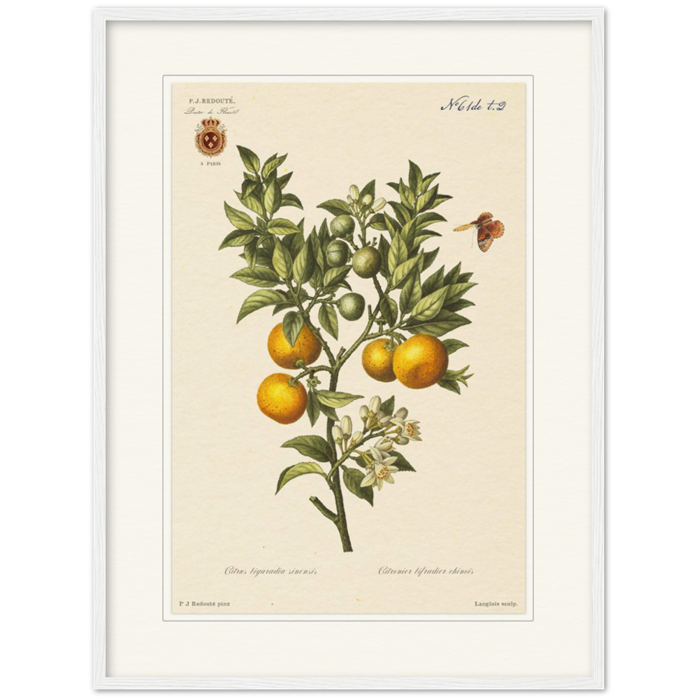 Bitter oranges by Redouté, 1834 (édition classique)