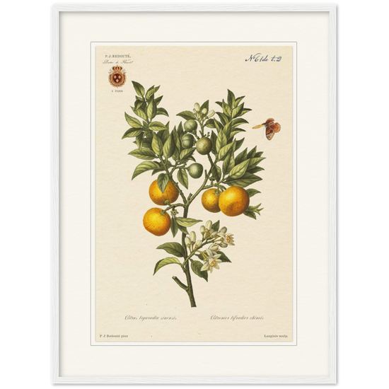 Bitter oranges by Redouté, 1834 (édition classique)