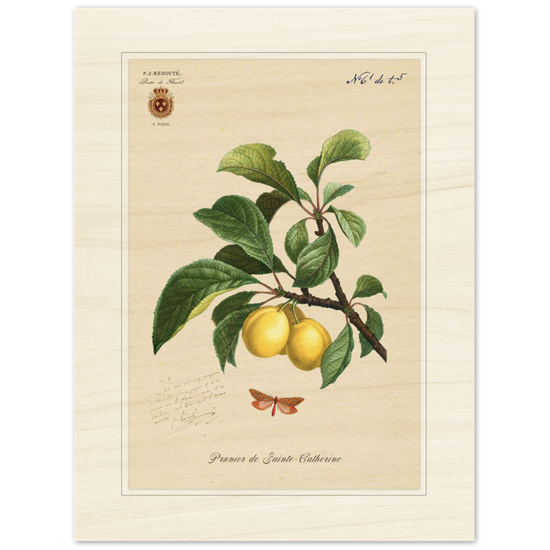 Plum of Saint Catherine, 1824 (édition classique)