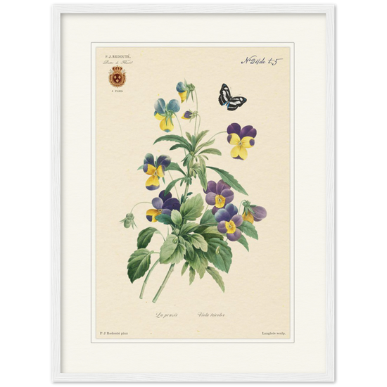 Tricolor viola by Redouté, 1834 (édition classique)