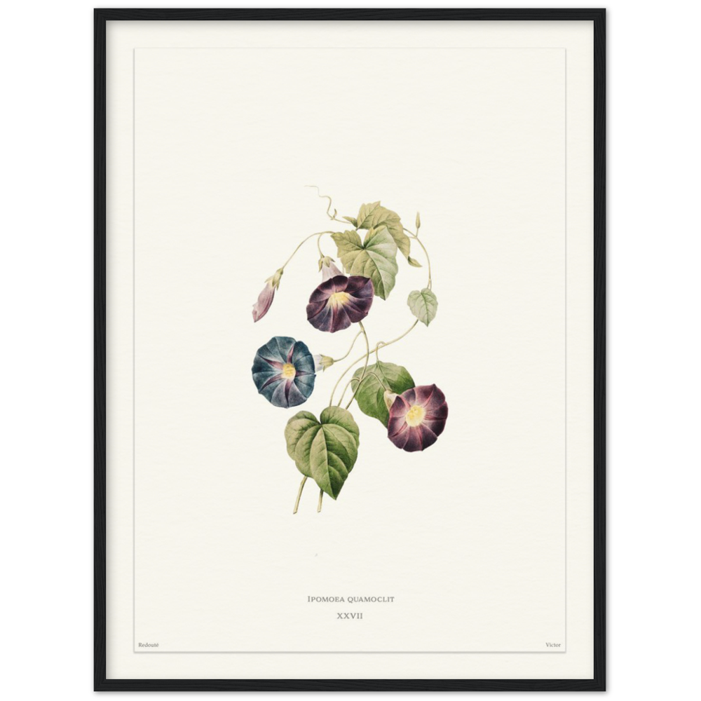 Pierre-Joseph Redouté, floral, flowers, art, wall art, flower prints, botanical, illustration, plants, roses